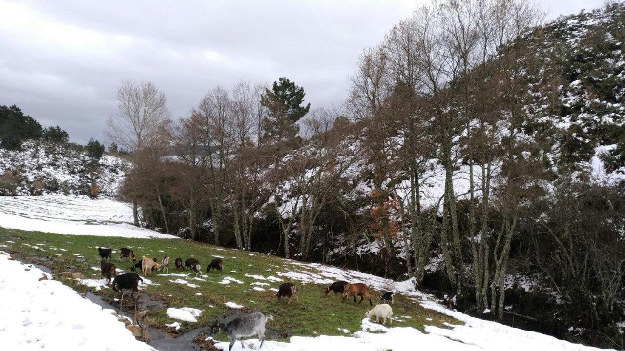 Terrasense Mountain Charm Retreat & Farm Lägenhet Videmonte Exteriör bild
